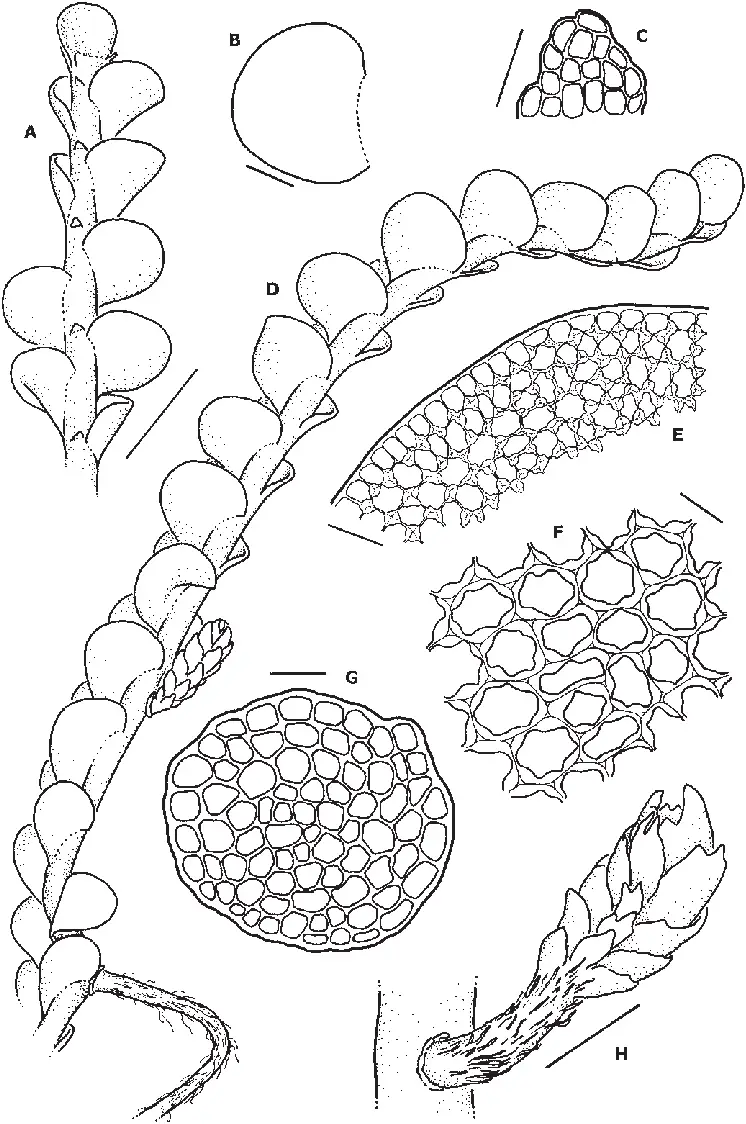 Odontoschisma-elongatum-A-Habit-in-ventral-view-B-Leaf-C-Underleaf-D-Habit-in.png