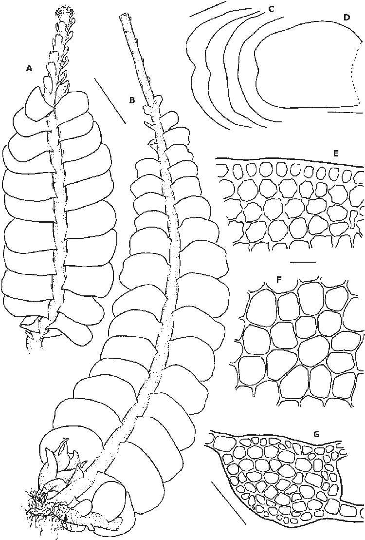 Odontoschisma-longiflorum-A-Habit-with-gemmiparous-shoot-in-dorsal-view-B-Habit-with.png