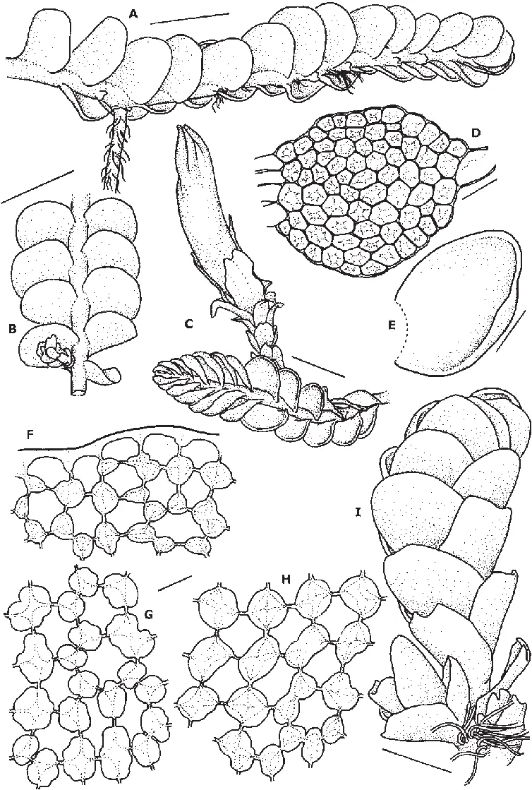 Odontoschisma-macounii-A-Habit-in-lateral-view-B-Habit-in-ventral-view-C-Habit-with.png