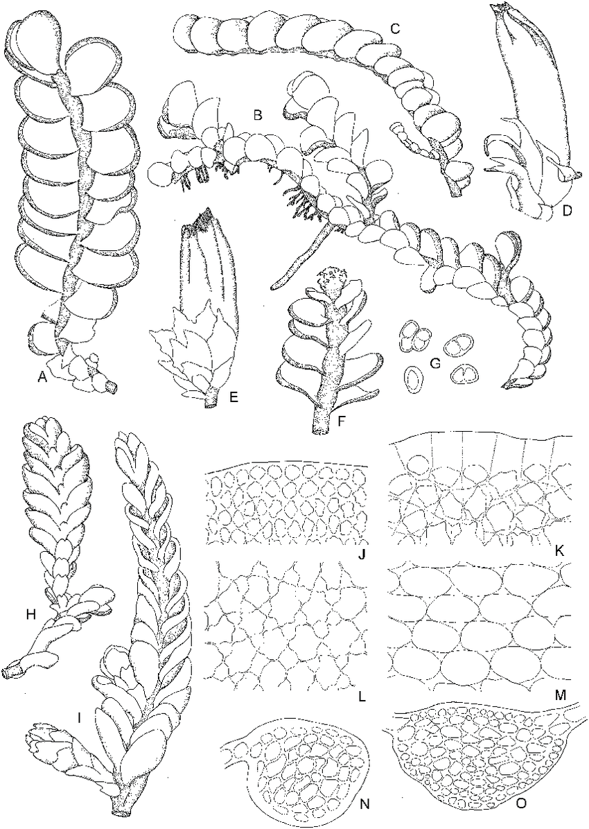 Odontoschisma-sphagi-Dicks-Dumort-A-Part-of-plant-dorsal-view-C-Part-of-plant.png