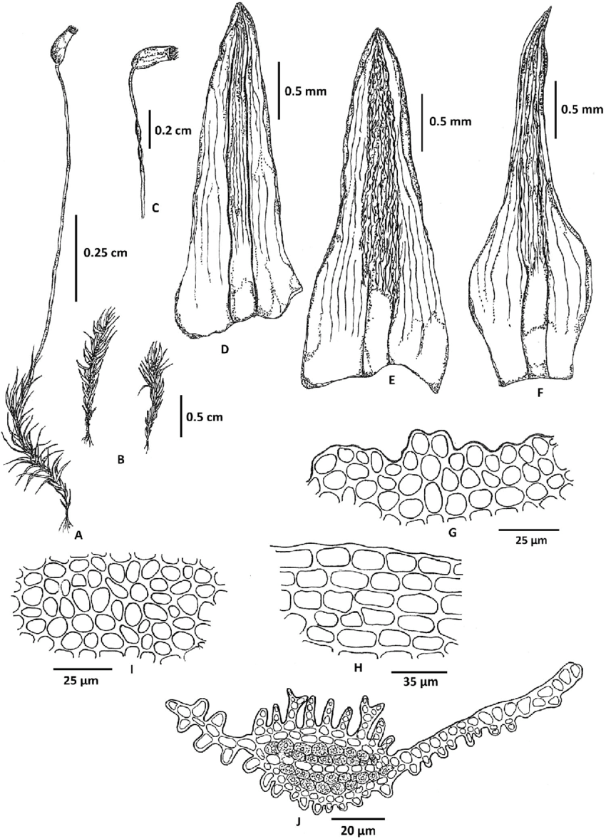 Oligotrichum-crossidioides-PCChen-TLWan-ex-WXXu-RLXiong-A-Habit-moist.png