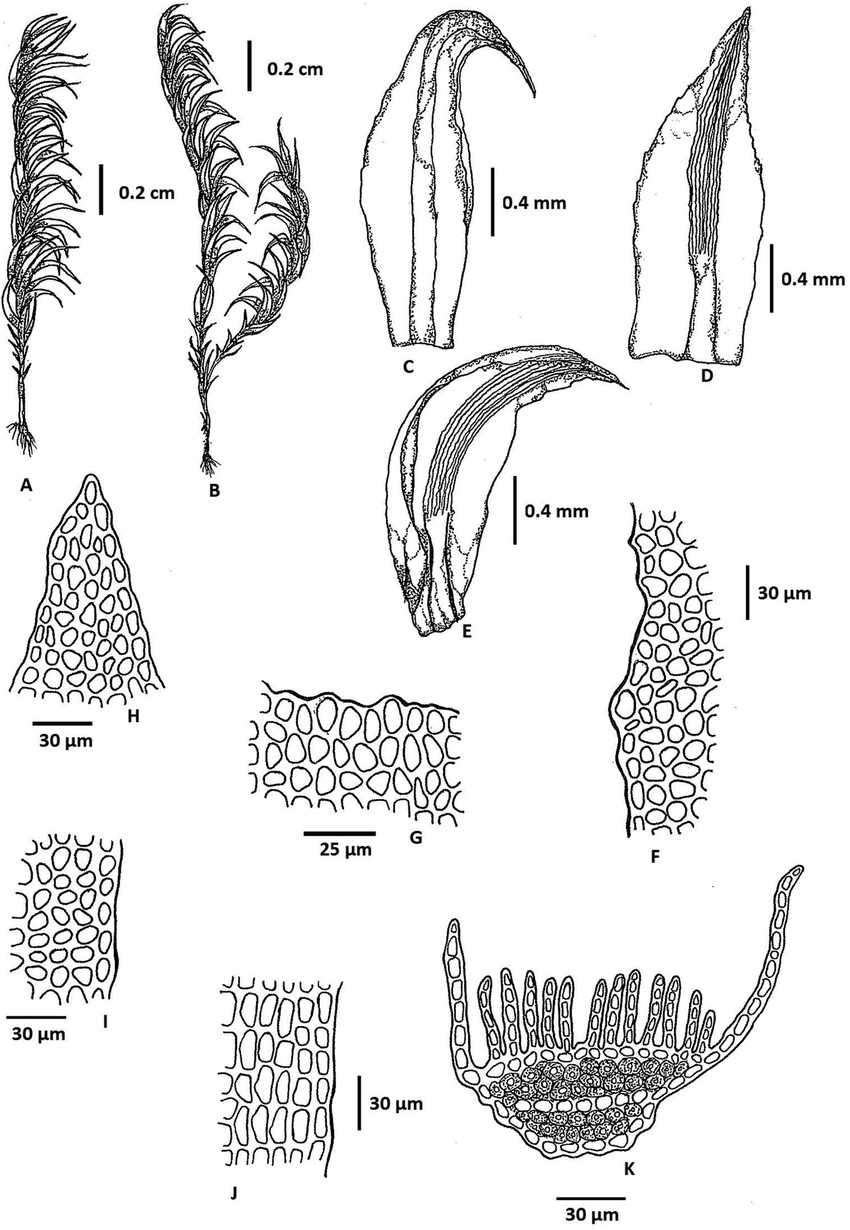 Oligotrichum-falcatum-Steere-A-Habit-dry-B-Habit-moist-showing-innovation-C.png