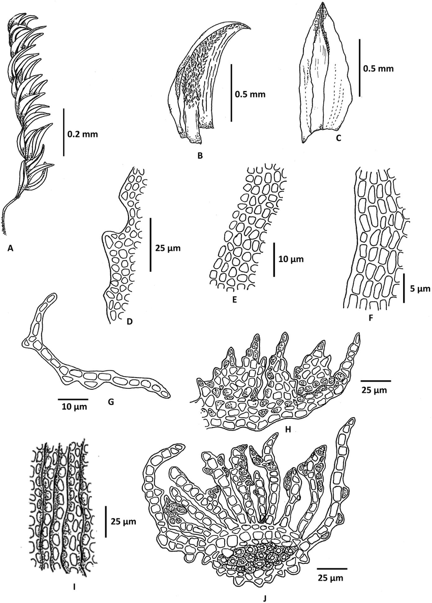 Oligotrichum-nepalense-GLSm-A-Habit-dry-B-Stem-leaf-in-ventral-view-C-Stem.png