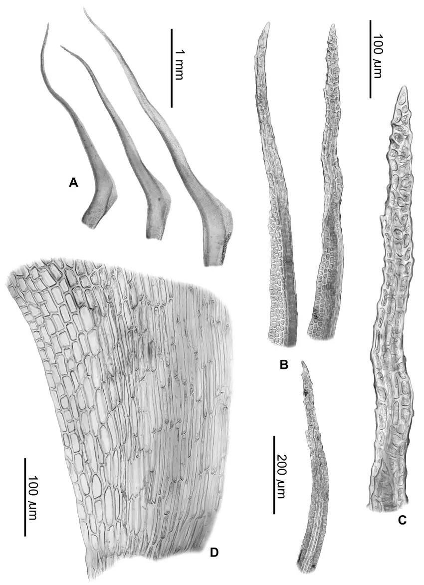 Oncophorus-wahlenbergii-B-specimen-P234-cf-Table-1-A-Stem-leaves-B-Upper-leaf.png