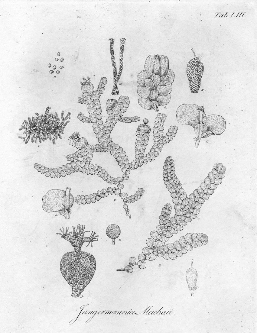 Original-illustration-of-Jungermannia-mackaii-Hook-W-J-Hooker-British-Jungermanniae.png