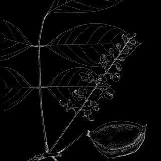 Ormosia-carinata-N-Zamora-A-rama-con-flores-en-racimo-B-caliz-C-estandarte-D_Q320.jpg