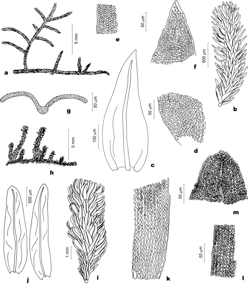 Orthotrichaceae-a-g-Macrocoma-frigida-Muell-Hal-Vitt-a-Aspect-of-the-gametophyte.png