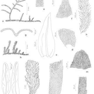 Orthotrichaceae-a-g-Macrocoma-frigida-Muell-Hal-Vitt-a-Aspect-of-the-gametophyte_Q320.jpg