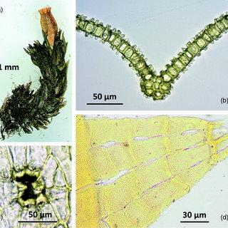 Orthotrichum-alpestre-Tomintoul-leg-MFV-Corley-1983-BBSUK-A-Fertile-shoot_Q320.jpg