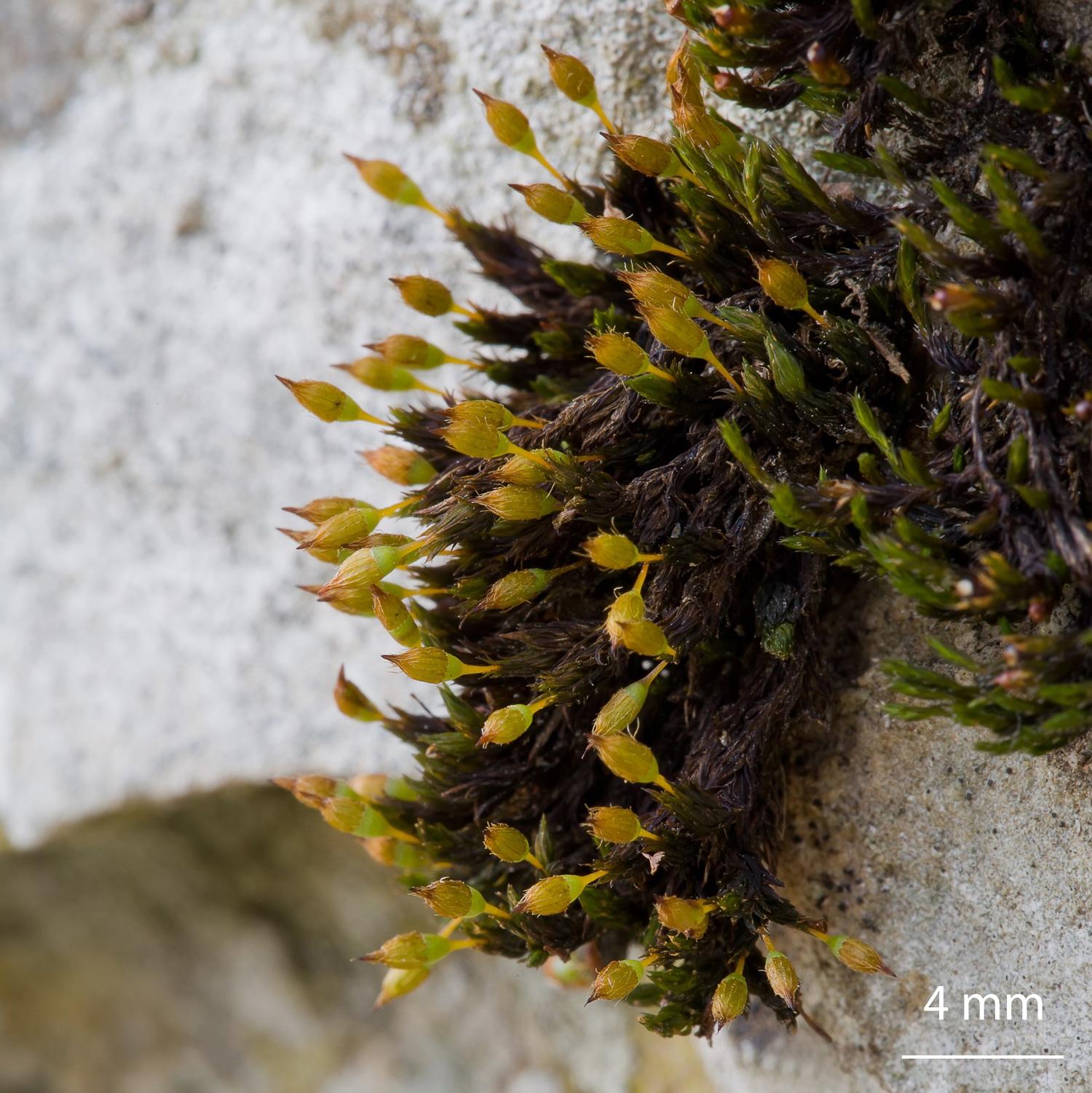 Orthotrichum-anomalum-moss.jpg