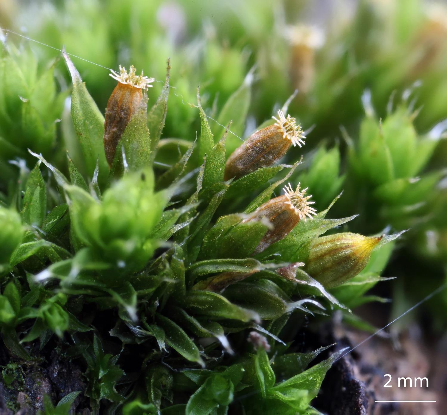 Orthotrichum-diaphanum-moss.jpg