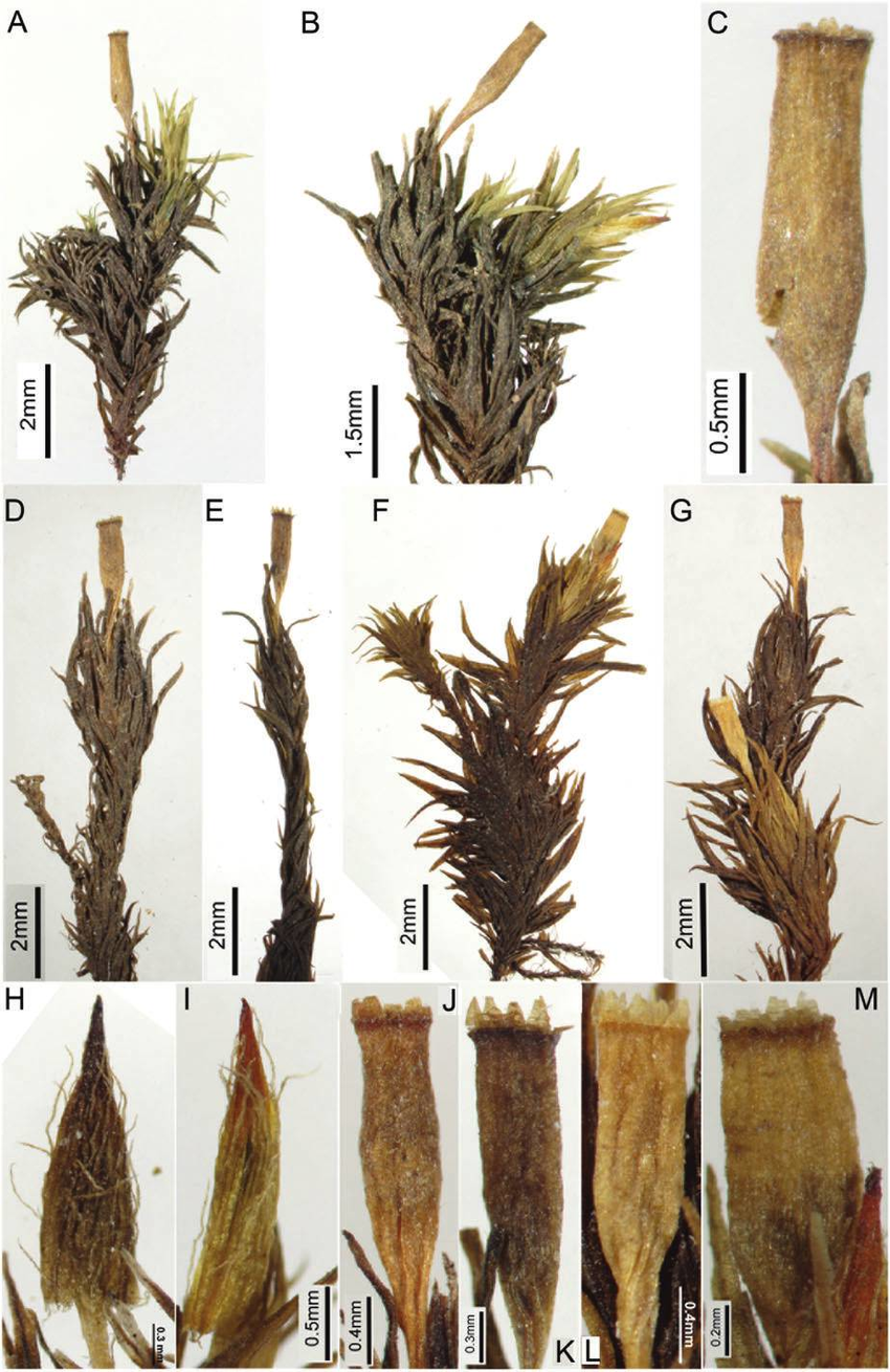 Orthotrichum-tanganyikae-Pde-la-Varde-QHWang-YJia-comb-nov-A-B-plants-C.png