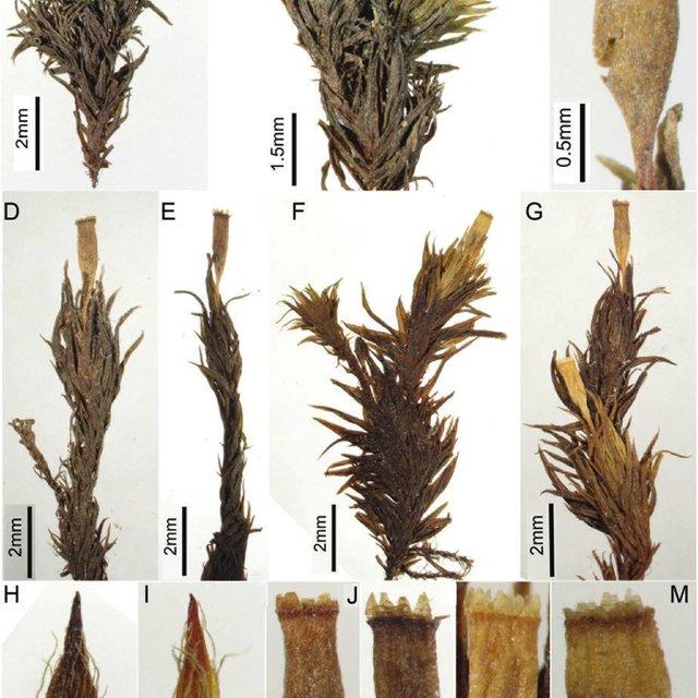 Orthotrichum-tanganyikae-Pde-la-Varde-QHWang-YJia-comb-nov-A-B-plants-C_Q640.jpg