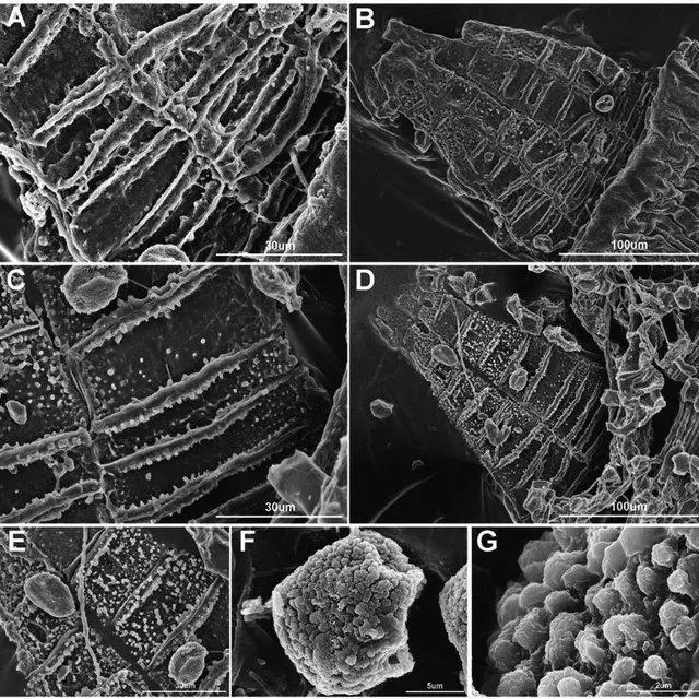 Orthotrichum-tanganyikae-Pde-la-Varde-QHWang-YJia-comb-nov-A-a-portion-of_Q640.jpg