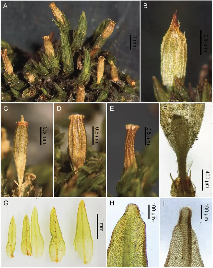 Orthotrichum-tenellum-A-habit-B-calyptra-with-sparse-short-hairs-C-E-different.png