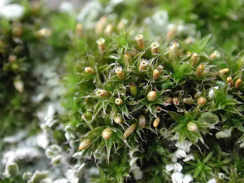 Orthotrichum_diaphanum_3.JPG