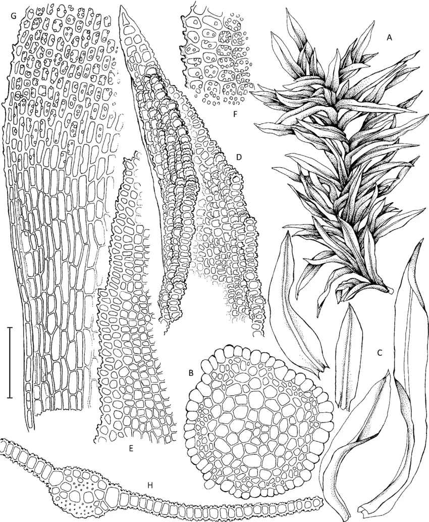 Oxystegus-daldinianus-from-North-Carolina-Anderson-10610-A-Habit-B-Stem-section-C.png