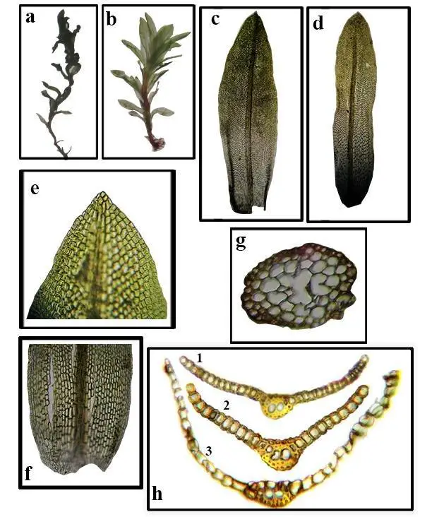 Oxystegus-tenuirostris-a-Dry-Plant-x-6-b-Wet-Plant-x-6-c-d-Leaf-x-38-e-Leaf.jpg