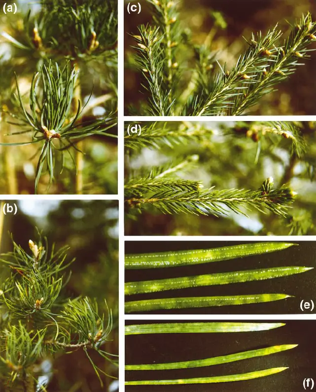 Ozone-injury-in-current-year-needles-of-Scots-pine-and-Norway-spruce-Pictures-were-taken.png