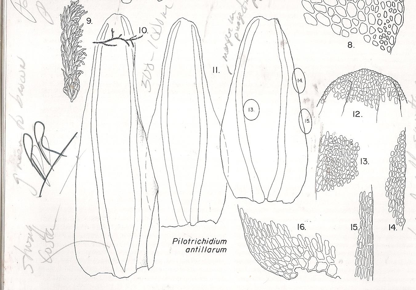 PILOTRICHIDIUM%2BANTILLANUM0001.jpg