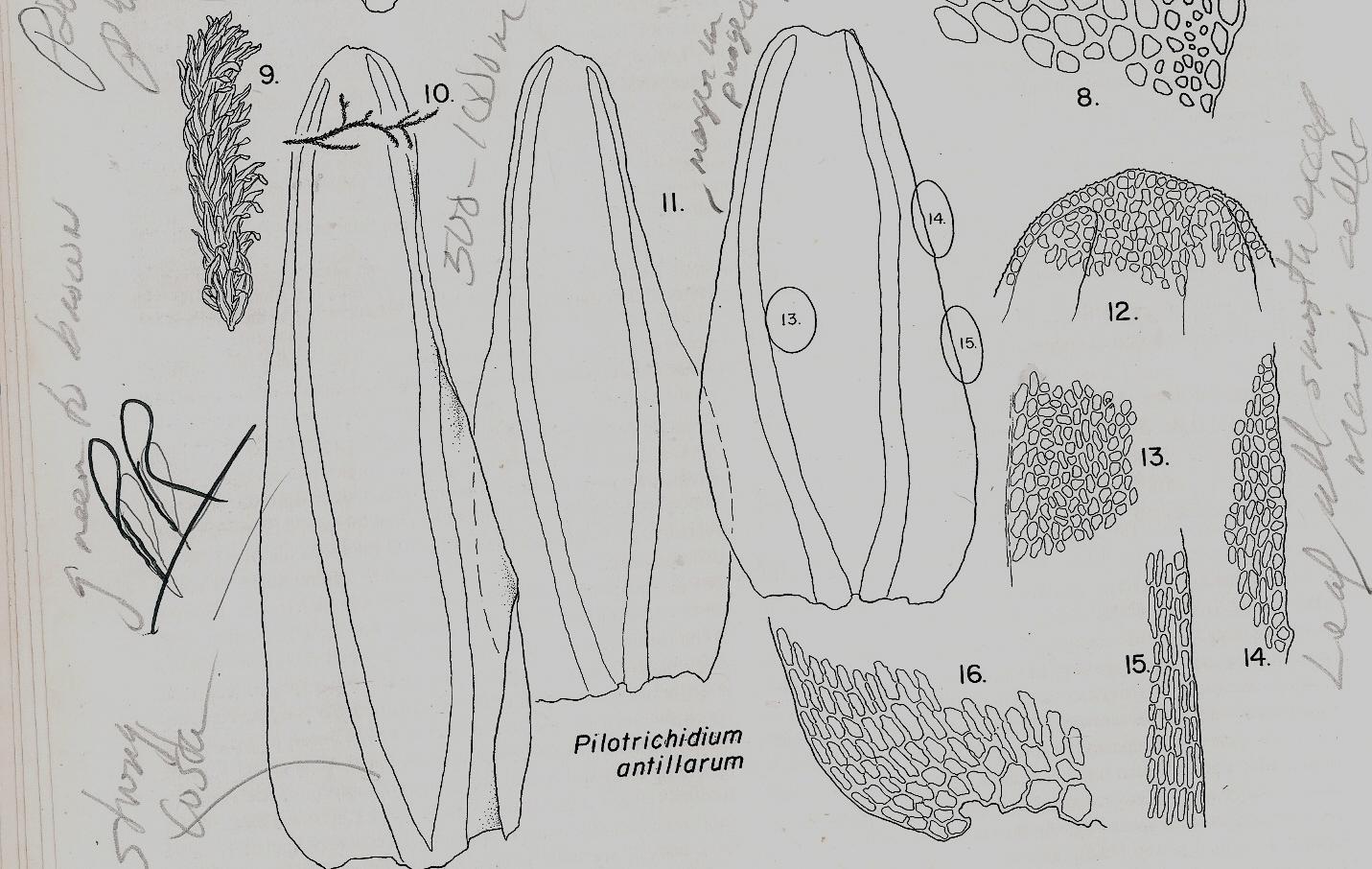 PILOTRICHIDIUM%2BANTILLARUM.jpg