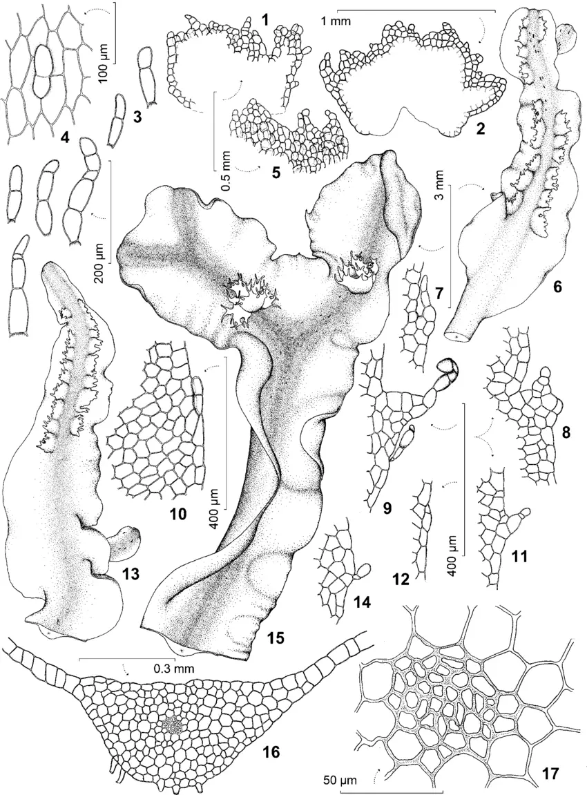 Pallavicinia-lyellii-1-2-5-male-bracts-with-marginal-cells-indicated-3-4-dorsal.png