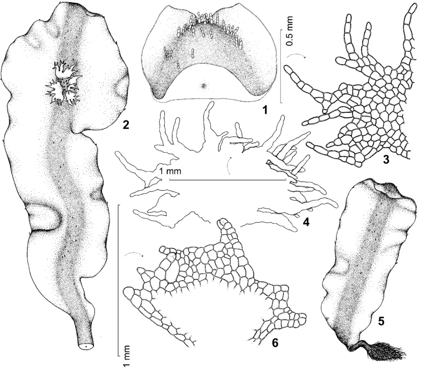 Pallavicinia-lyellii-1-part-of-thallus-apex-with-ventral-slime-hairs-indicated-2.png