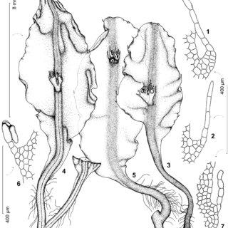 Pallavicinia-subciliata-1-2-6-7cells-of-thallus-margin-with-marginal-cilia-indicated_Q320.jpg