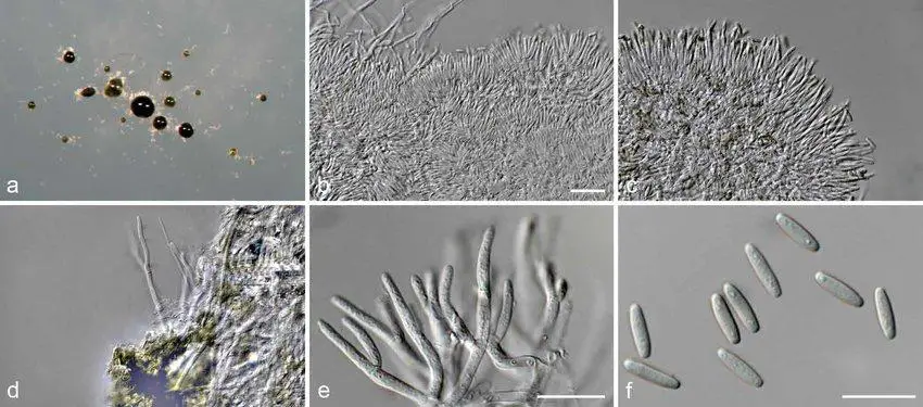 Paramyrothecium-roridum-CBS-35789-a-Sporodochial-conidiomata-on-SNA-b-c.png