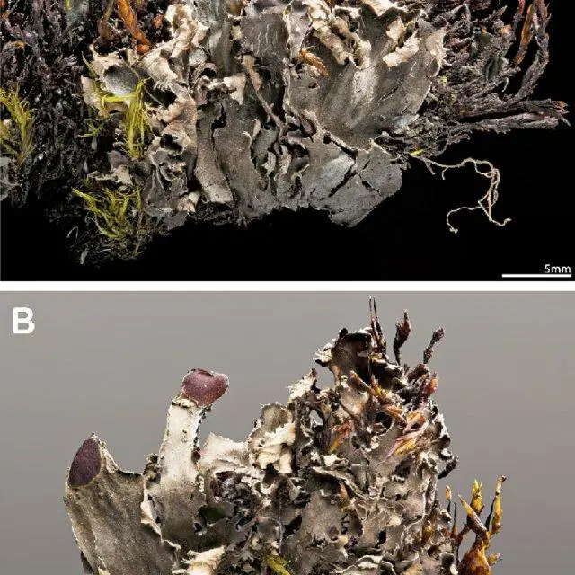 Peltigera-hydrophila-N-shore-of-Isla-Hoste-Chile-W-R-Buck-62274-A-thallus-habit_Q640.jpg