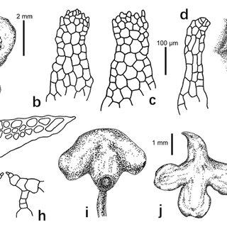 Peltolepis-quadrata-Saut-Muell-Frib-a-thallus-with-androcial-ostioles-in_Q320.jpg