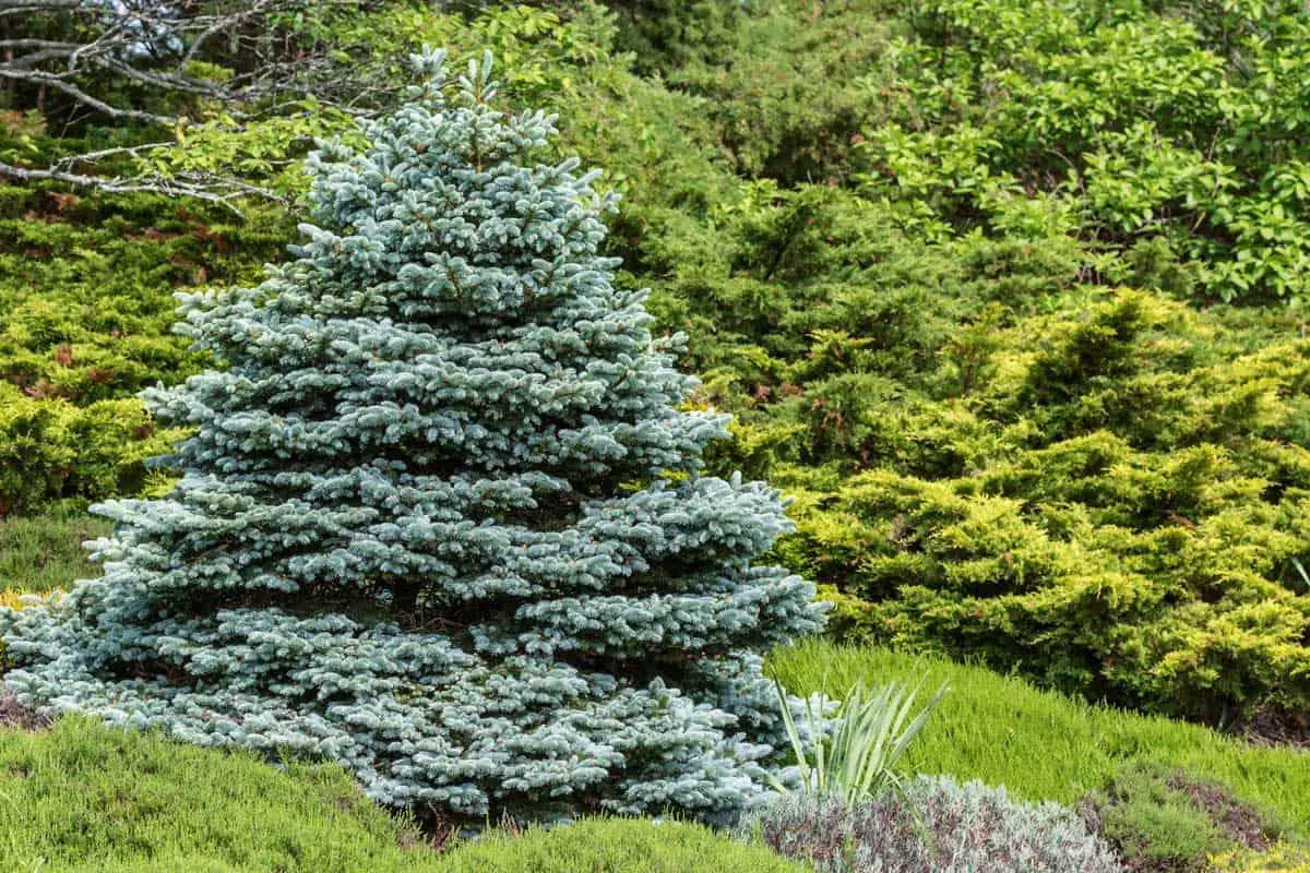 Perfectly-formed-ornamental-blue-spruce-Picea-pungens-glauca-globosain-a-evergreen-garden..jpg