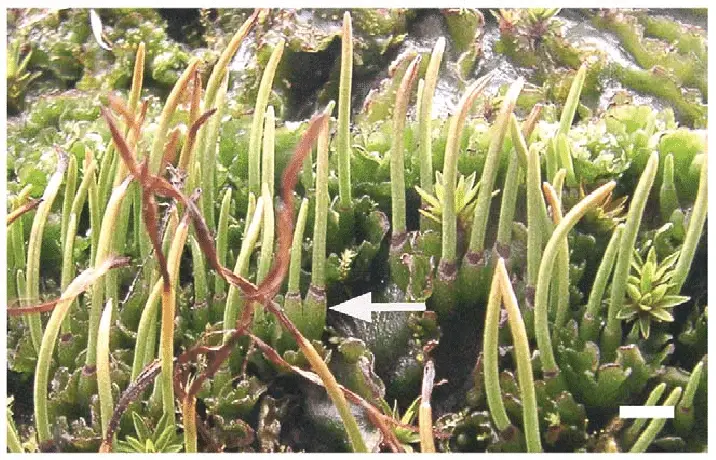 Phaeomegaceros-fimbriatus-Gottsche-Duff-et-al-with-sporophytes-of-all-ages-including.png