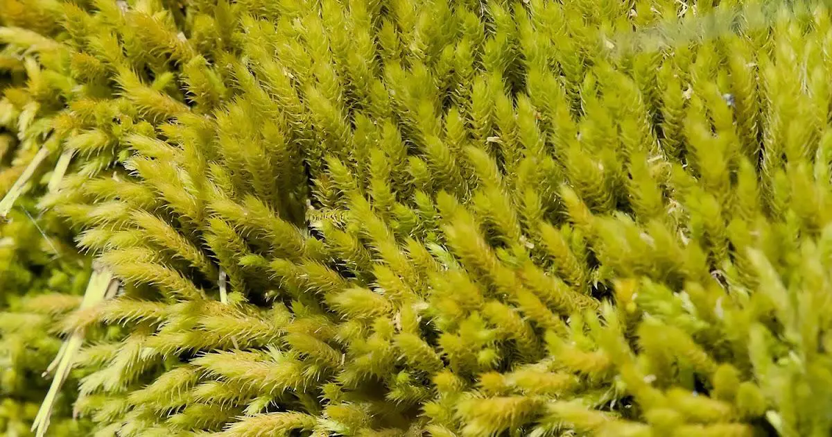 Philonotis-fontana-moss.jpg