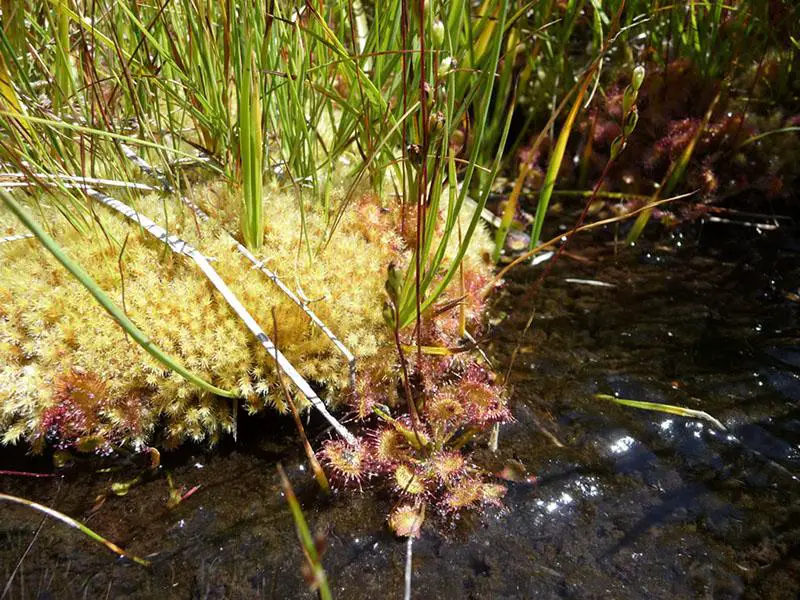 Philonotis_fontana_pusilla_Sierra_Butte_Fen_TahoeNF_CWishner_P1020255_lg.jpg