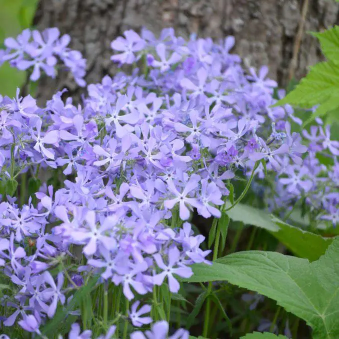 Phlox-Divaricata-Moss-Phlox-e1679002361675.jpg