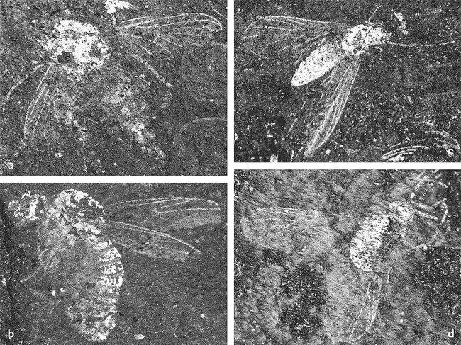 Photomicrographs-of-bibionomorphan-a-b-and-possible-stem-group-brachyceran-c-d.png