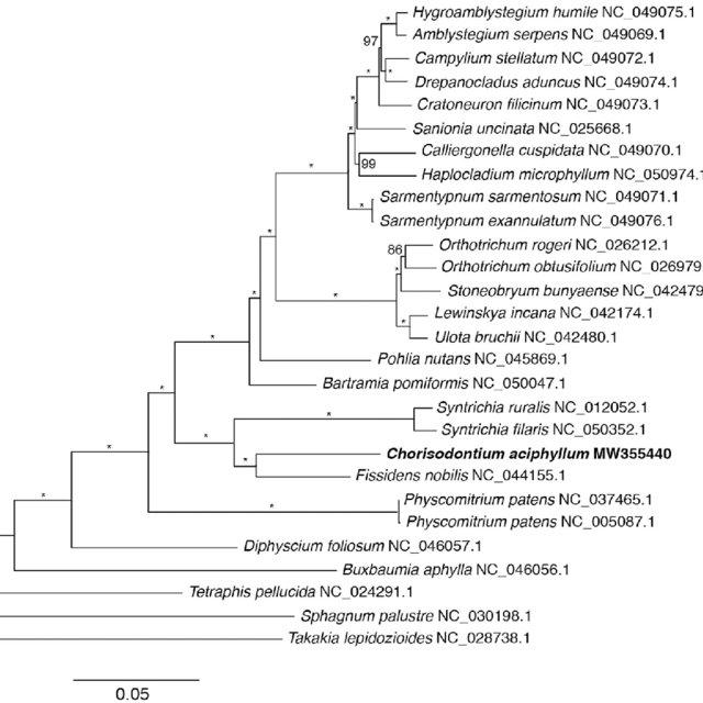 Phylogenetic-position-of-Chorisodontium-aciphyllum-inferred-using-the-maximum-likelihood_Q640.jpg