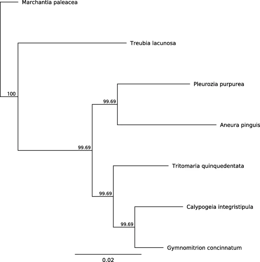 Phylogenetic-relationships-among-Gymnomitrion-concinnatum-and-other-liverworts-based-on.png