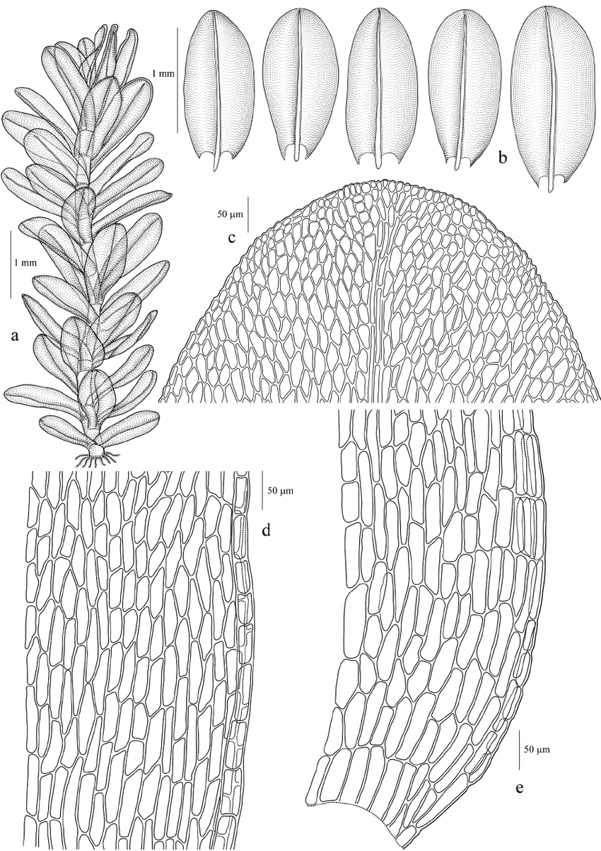 Physcomitrium-sphaericum-CFLudw-Fuernr-Funariaceae-a-plant-with-sporophyte-b.png