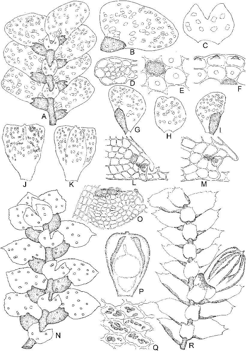 Pictolejeunea-mizutanii-Grolle-A-Part-of-plant-ventral-view-B-Leaf-C-Underleaf-D.png