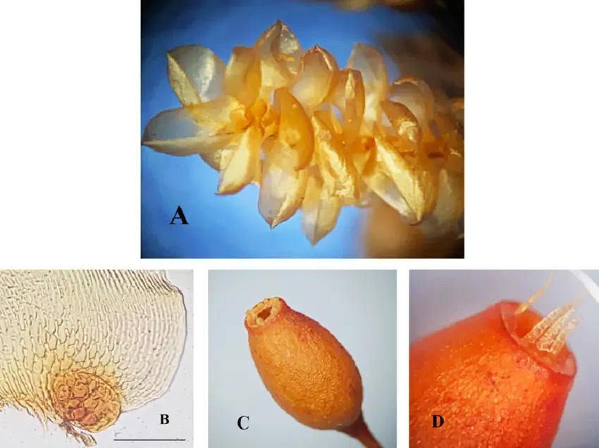 Pilotrichella-vermiformis-B-H-Allen-Magill-A-Leaves-in-lateral-branch-B-leaf-base.png