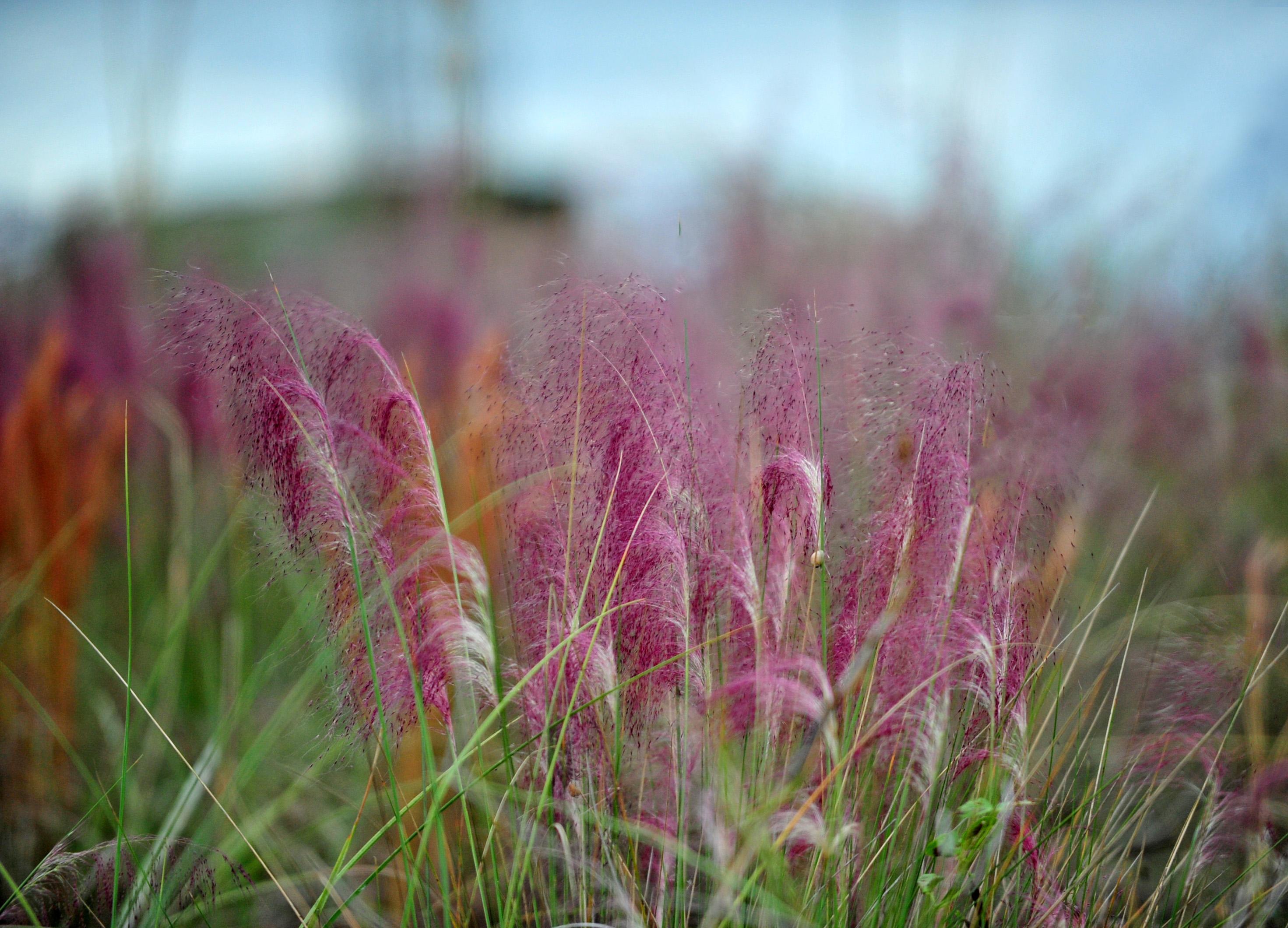 Pink-Muhly-Grass-Muhlenbergia-capillaris_Photo-by-Flickr-user-Heather-Paul.jpg