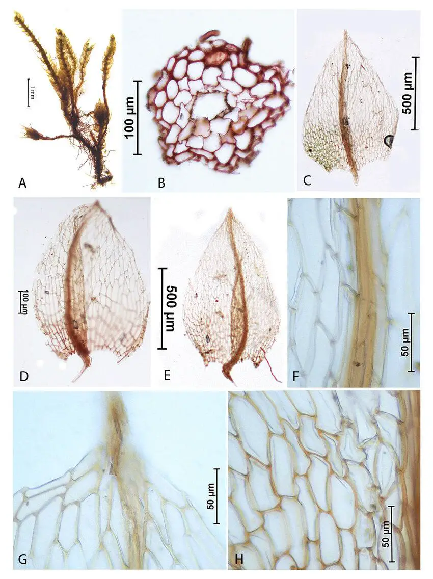 Plagiobryum-zieri-Dicks-ex-Hedw-Lindb-A-Habit-B-Cross-section-of-stem-C-E.jpg