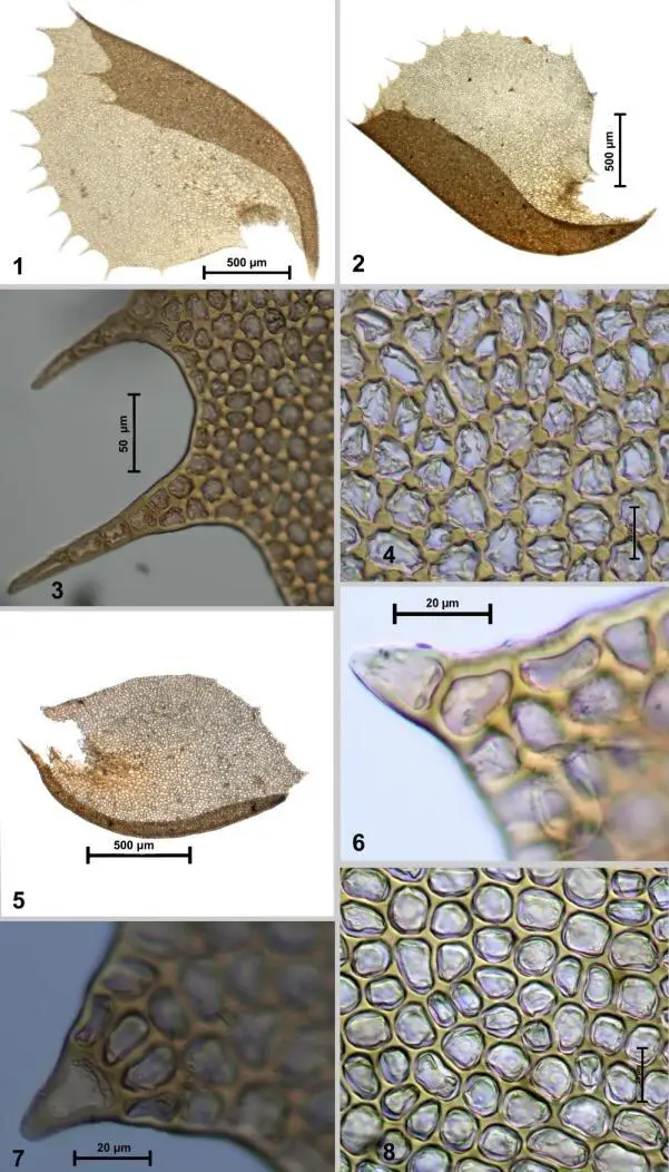 Plagiochila-arunachalensis-SMajumdar-DKSingh-1-4-1-2-Leaves-3-Apical-leaf.jpg