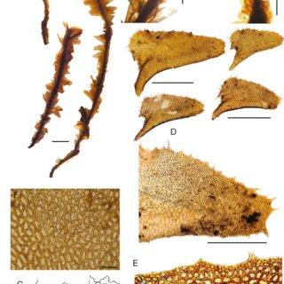 Plagiochila-barteri-Mitt-A-habit-B-shoot-with-intercalary-branch-C-shoot-in_Q320.jpg