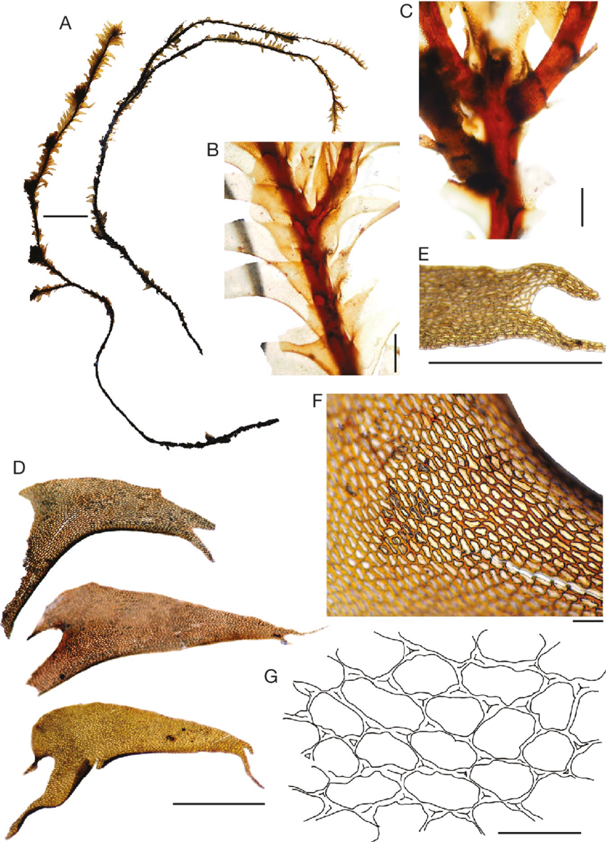 Plagiochila-drepanophylla-Sande-Lac-A-habit-B-shoot-in-dorsal-view-with-terminal.png