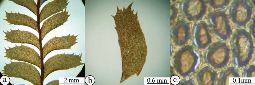 Plagiochila-frondescens-a-Habit-b-Leaf-c-Leaf-cell.png
