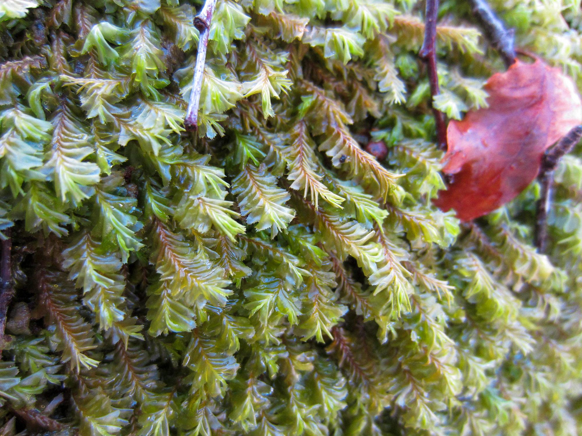 Plagiochila-heterophylla-Loch-Sunart-Feb-2013-2.jpg