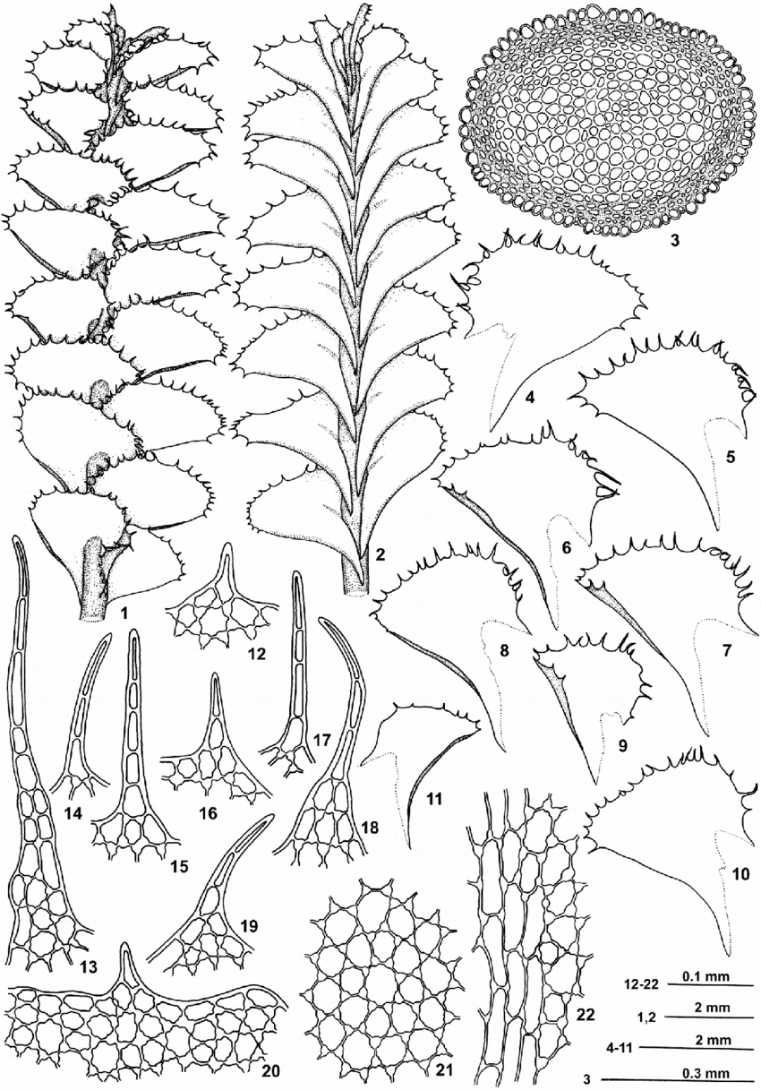 Plagiochila-parvivittata-Inoue-var-siangensis-Singh-Deo-DKSingh-1-A-portion-of.png